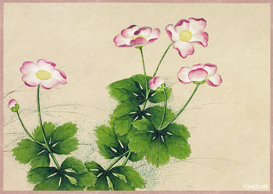Mallow Flowers 18th Century Painting In High Resolution By Zhang Ruoai Painting
