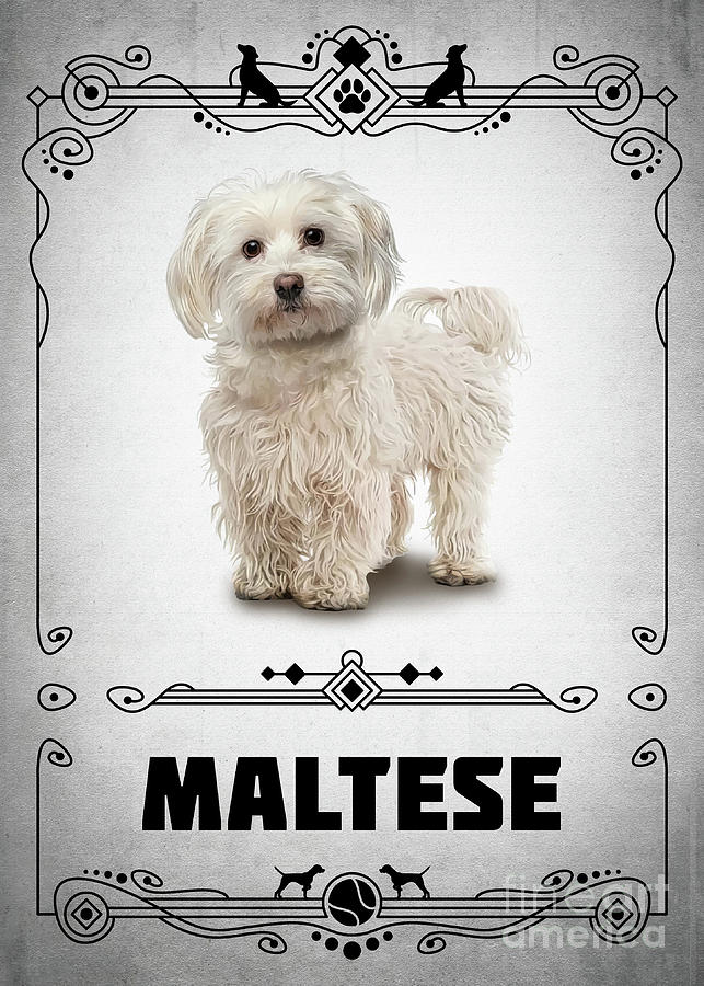 Maltese by Bo Kev