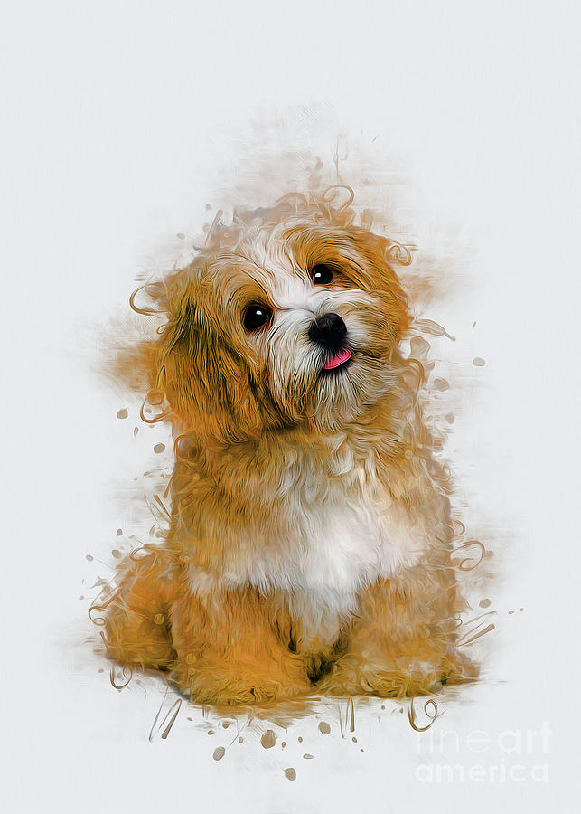 Maltese Dog Art Digital Art by Ian Mitchell