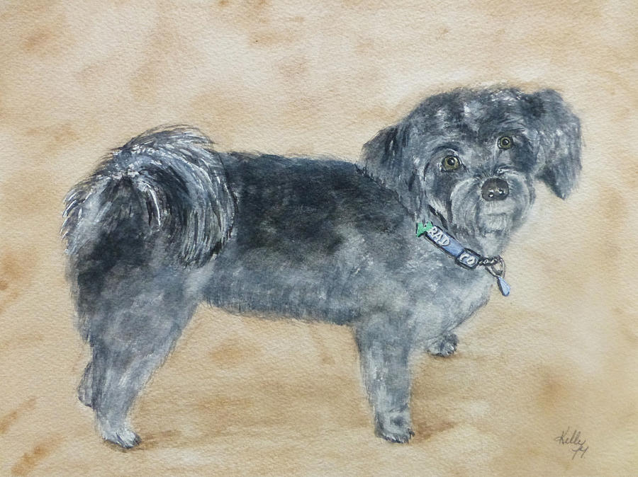 Maltese Dog Painting by Kelly Mills