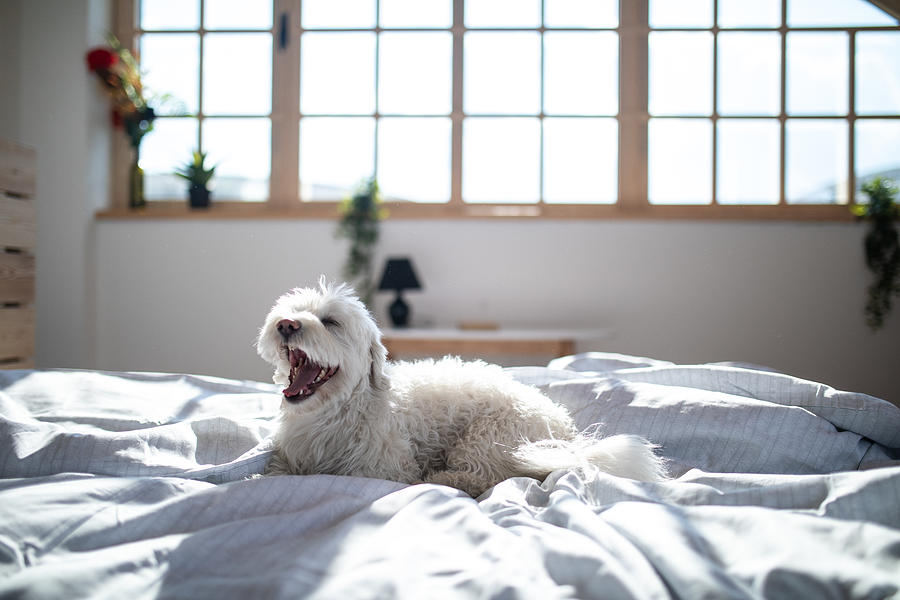 Maltese dog on bed with open snout Photograph by Miodrag Ignjatovic