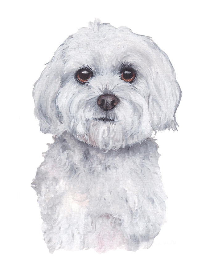 Adorable Maltese Dog – Diamond Paintings