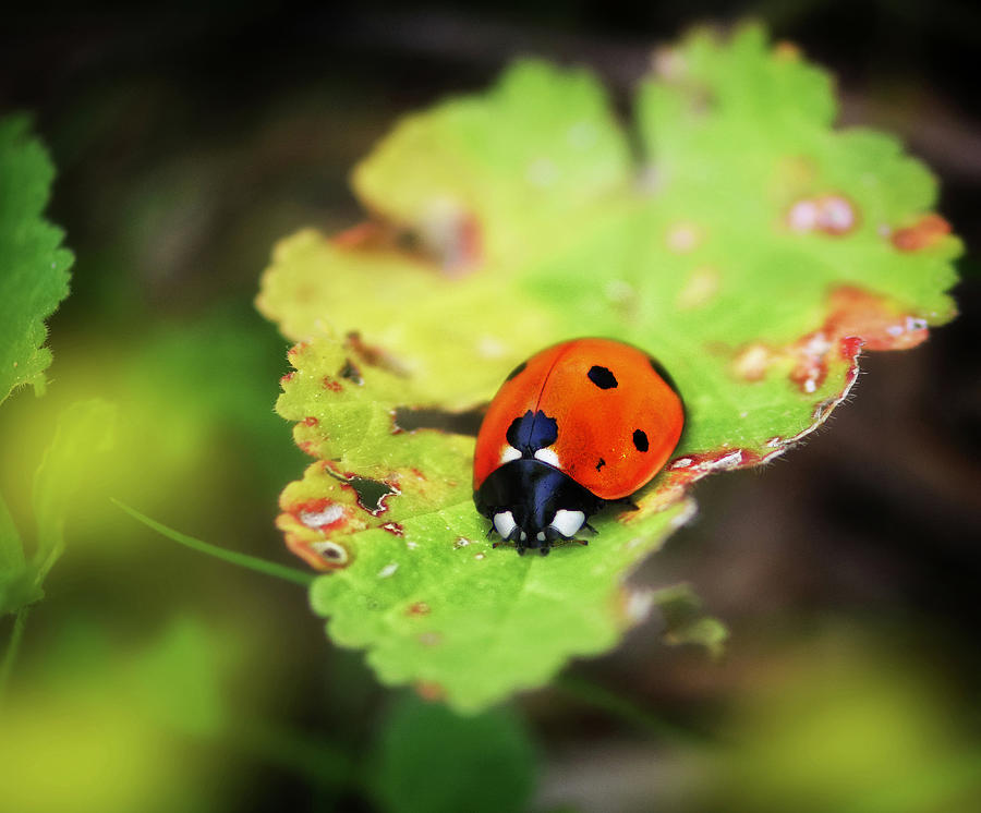Maltese ladybug on leaf macro - Nature photo Photograph by Stephan Grixti