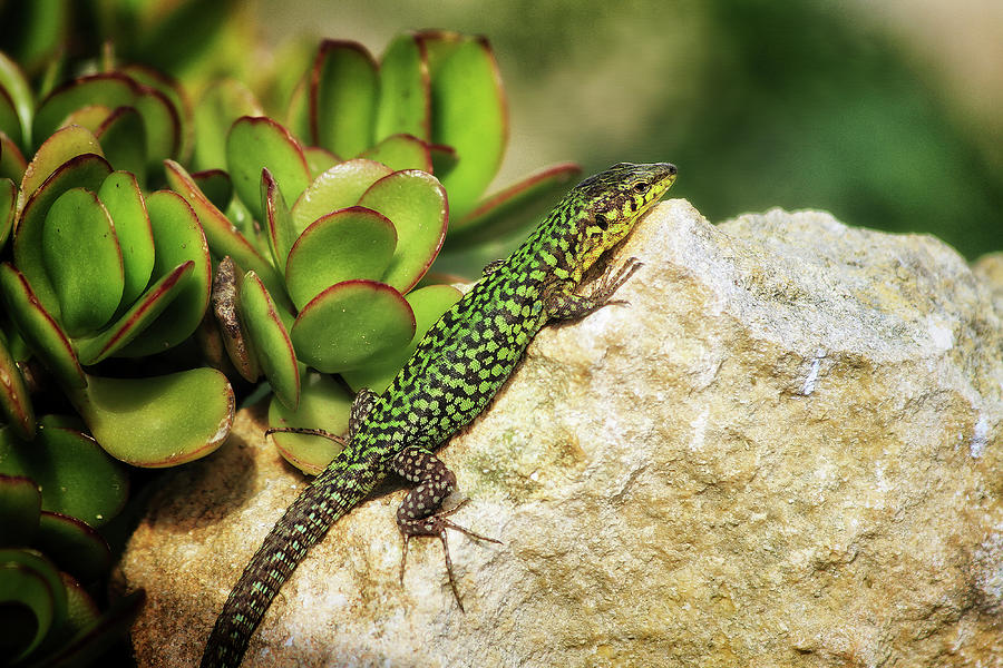 Maltese lizard gremxula on rock - Nature photo Photograph by Stephan Grixti