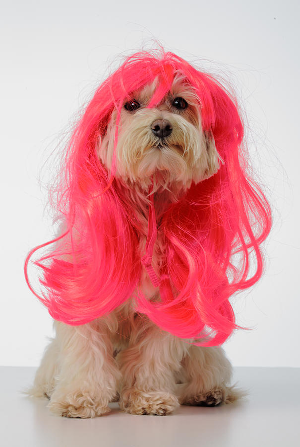 Maltese Poodle Dog wearing pink glamour wig Photograph by GK Hart/Vikki Hart