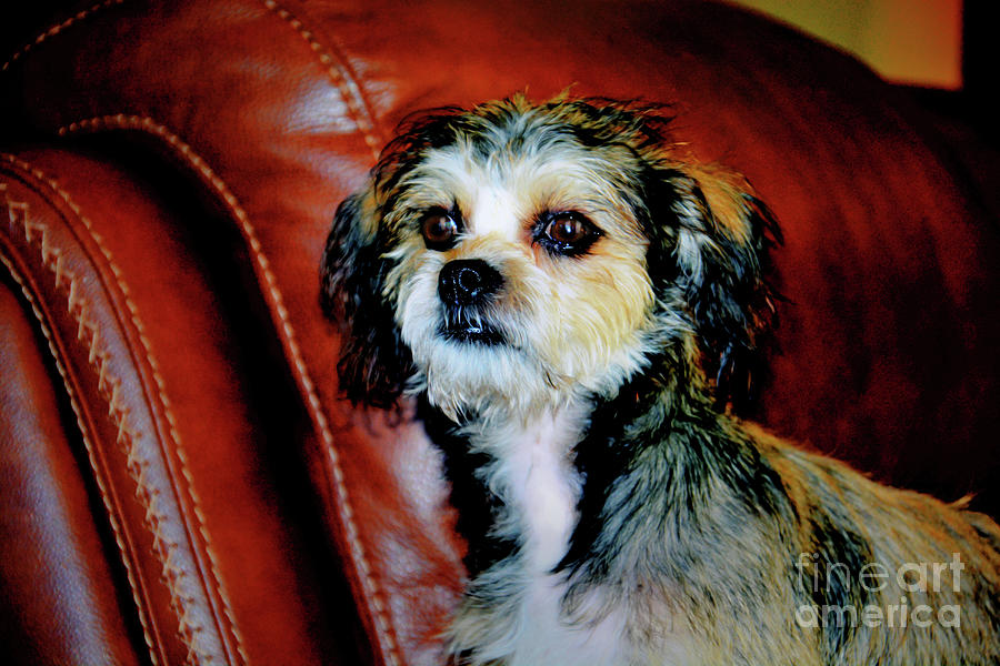 Maltese Pup Photograph by Savannah Gibbs