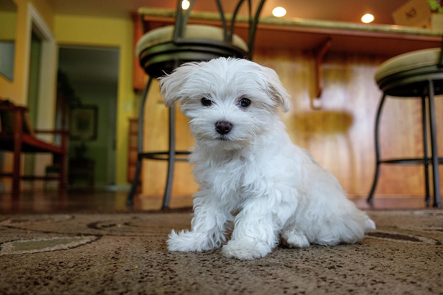 Brown Maltese Puppies