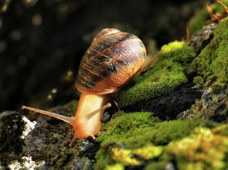 Maltese snail at sunrise - Nature photo Photograph by Stephan Grixti