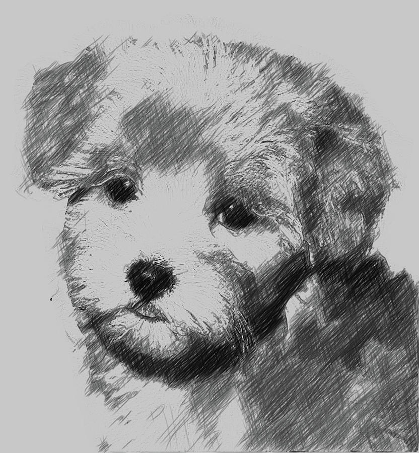 Maltipoo Dog Digital Art by Bob Smerecki