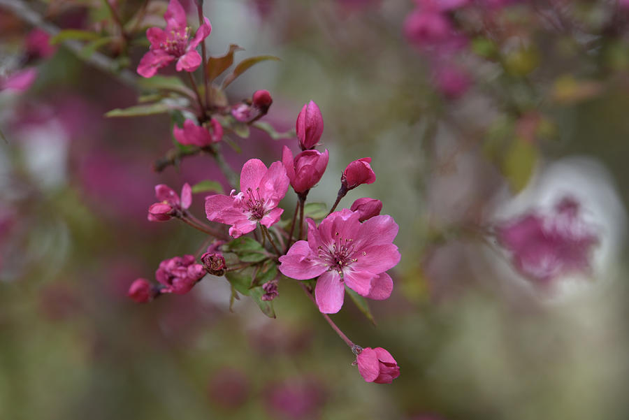 Malus Red Bloom Photograph