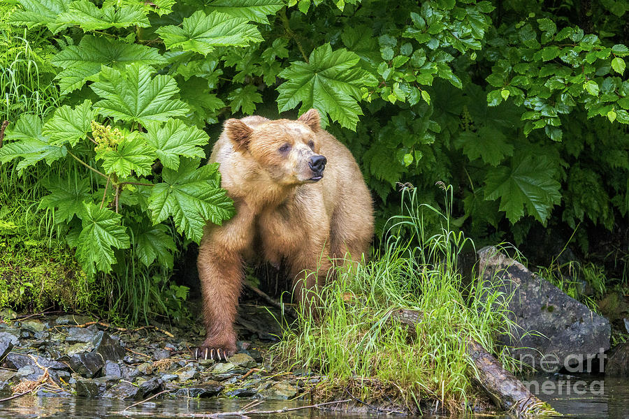 Fish Photograph - Mama Alaskan Brown Bear by Roxie Crouch