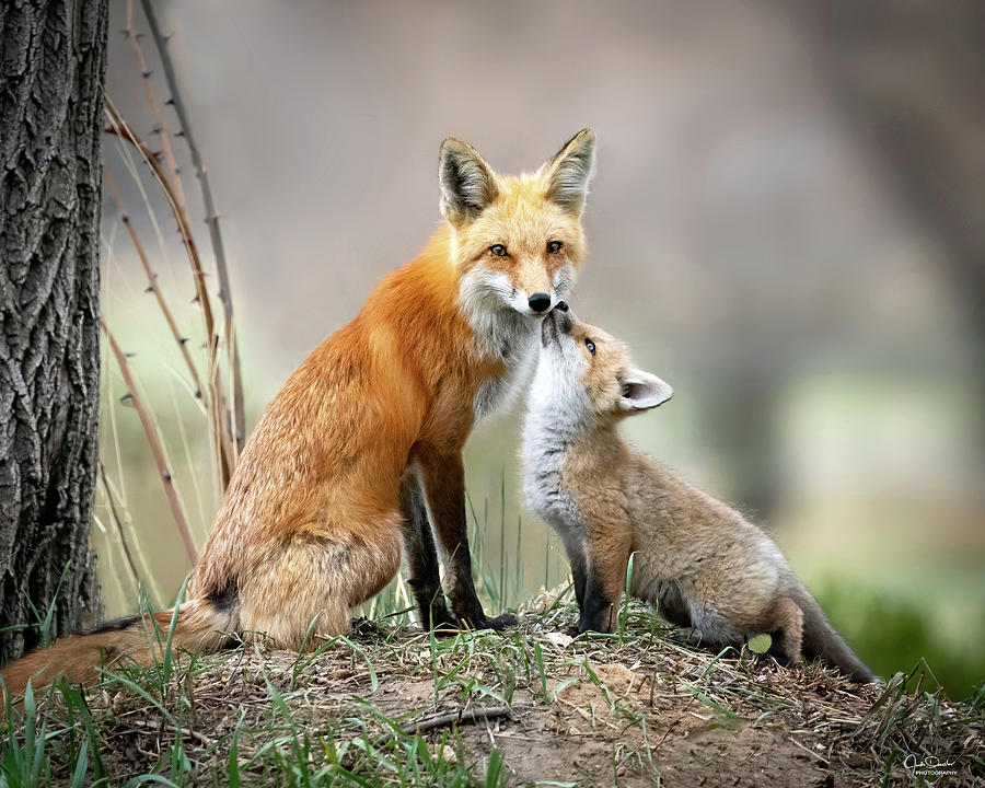 Mama and Baby Fox Photograph by Judi Dressler