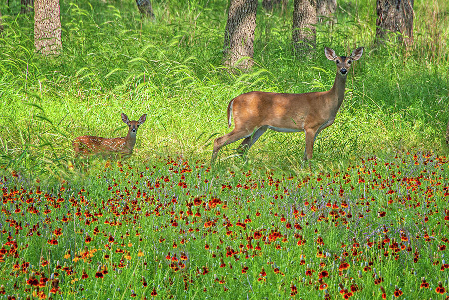 Mama and Baby in the Wildflowers Photograph by Lynn Bauer
