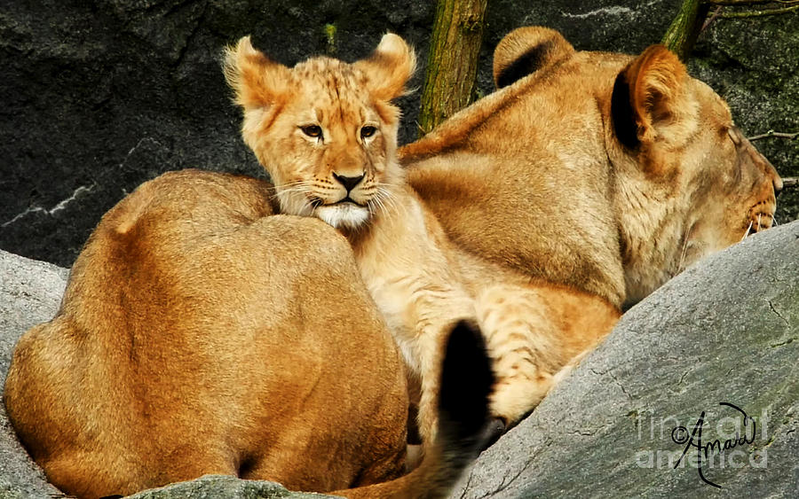 Mama and Baby Lion Photograph by Ann Pride - Fine Art America