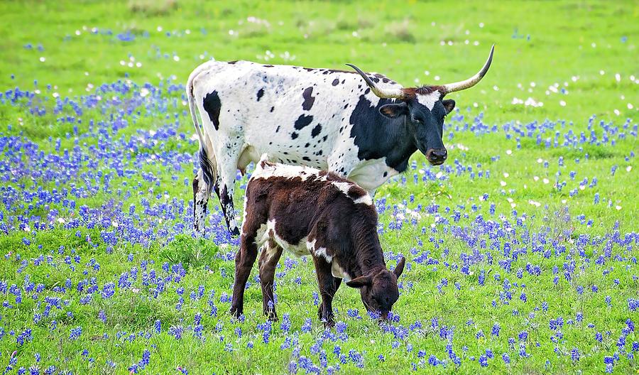 Mama and Baby Longhorn in the Bluebonnets Photograph by Lynn Bauer