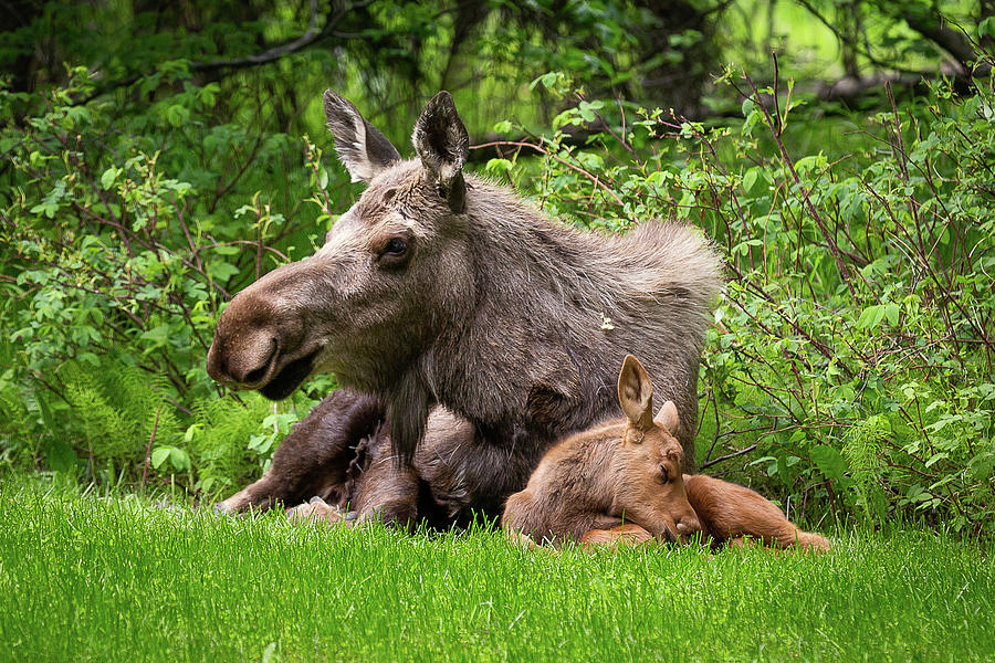 Mama and Baby Moose Photograph by Heather Stewman - Pixels