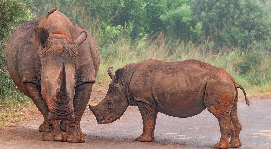 Mama and Baby Rhino Pair Photograph by Marcy Wielfaert