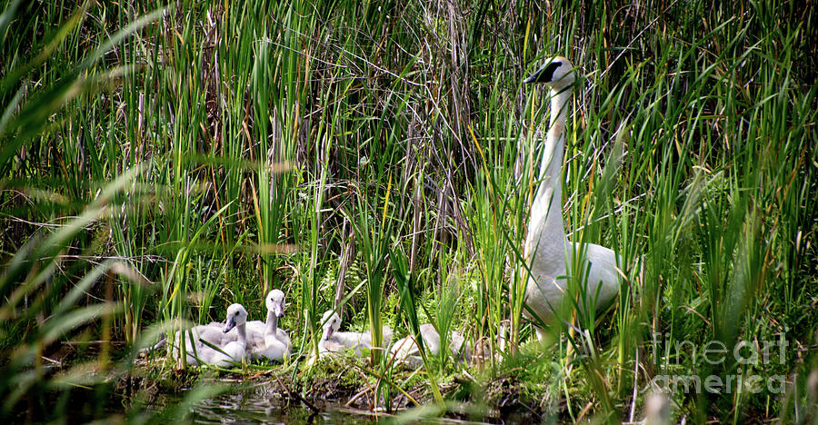 Mama and Her Babies I Photograph by Deborah Klubertanz