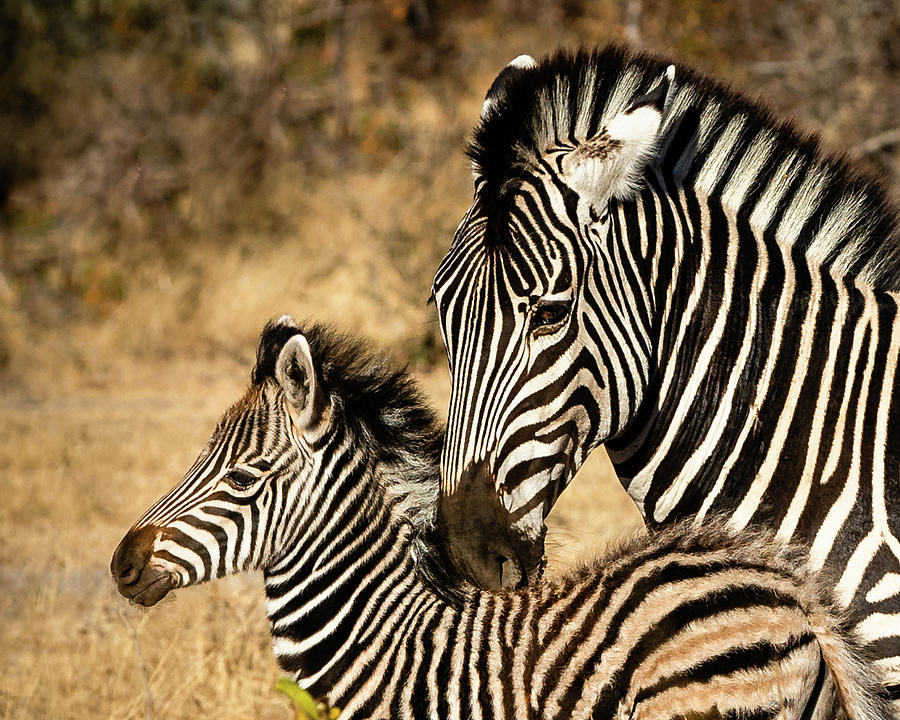 Mama And Her Baby Photograph