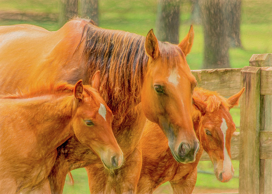Mama and the Twins in Pasture by Marcy Wielfaert Mama and the Twins in Pasture by Marcy Wielfaert