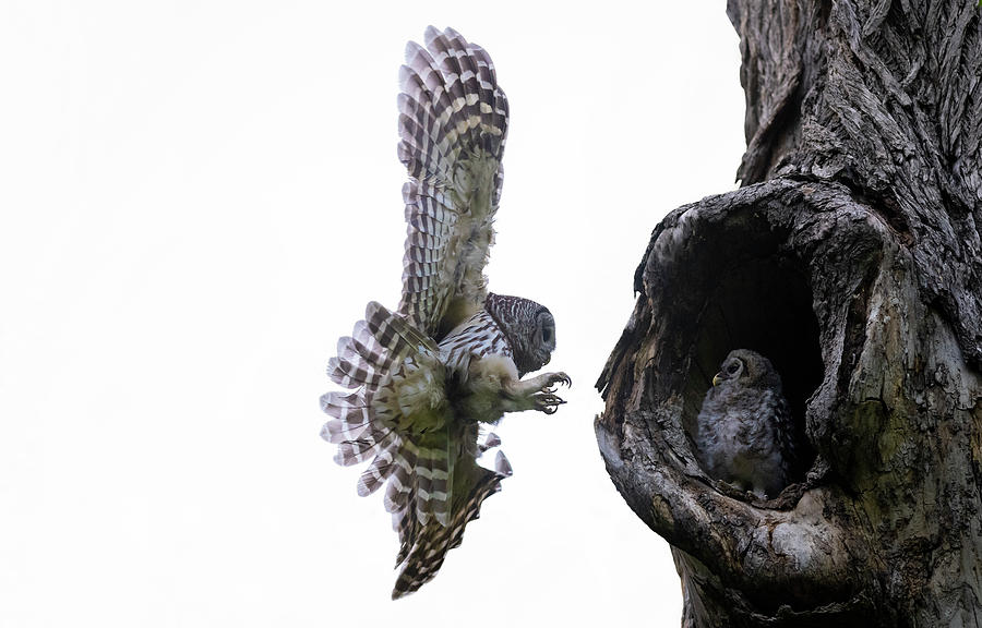 Mama Barred Owl approaching its baby Photograph by Puttaswamy Ravishankar
