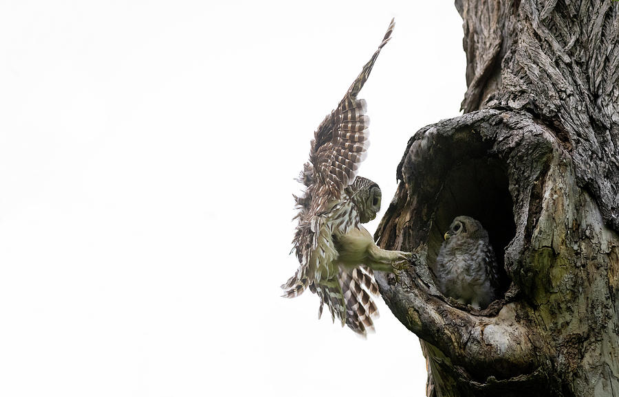 Mama Barred Owl Approaching Photograph by Puttaswamy Ravishankar