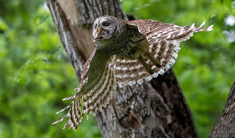 Mama Barred Owl at Full Speed Photograph by Puttaswamy Ravishankar