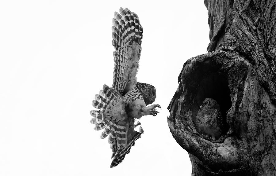 Mama Barred owl flying back to its baby Photograph by Puttaswamy Ravishankar