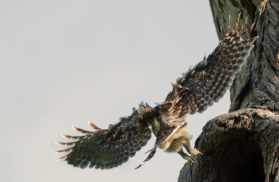Mama Barred Owl Flying In Photograph by Puttaswamy Ravishankar