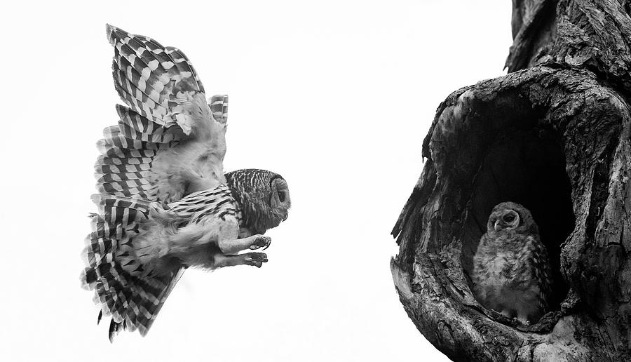Mama Barred owl getting ready to land Photograph by Puttaswamy Ravishankar