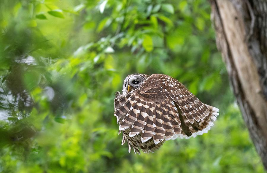 Mama Barred Owl in a Blanket Photograph by Puttaswamy Ravishankar