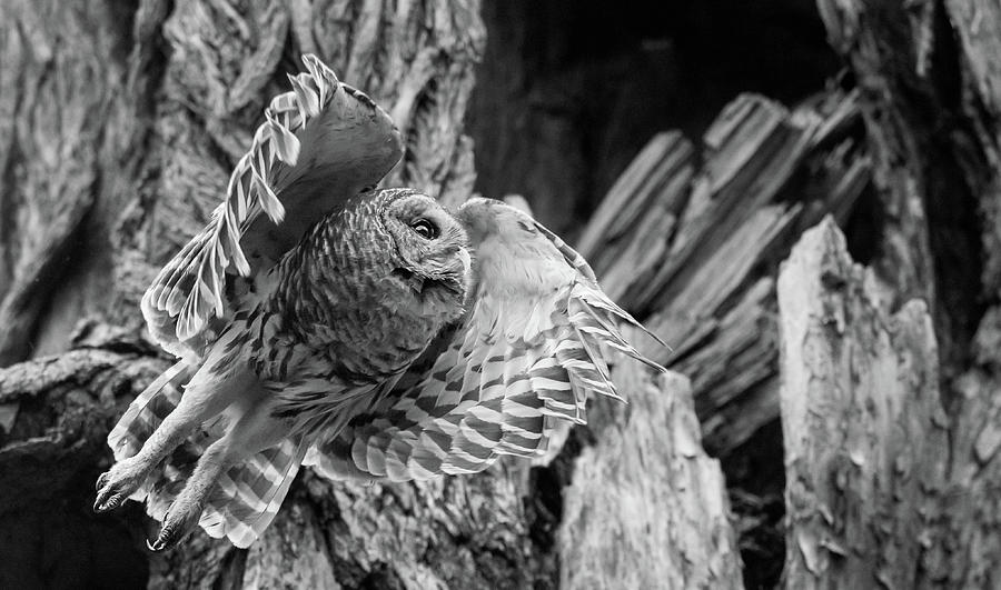 Mama Barred Owl - in Flight Photograph by Puttaswamy Ravishankar