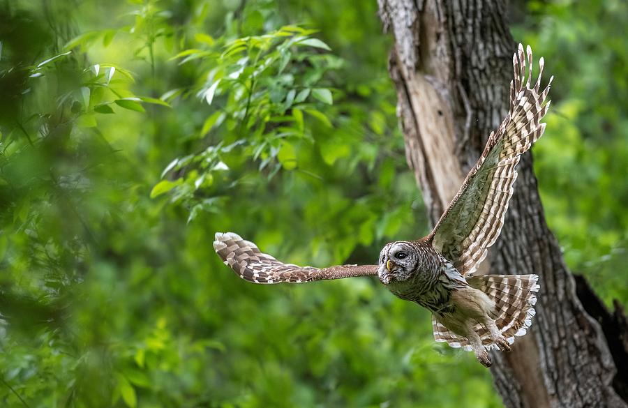 Mama Barred Owl in Hunting Mode Photograph by Puttaswamy Ravishankar