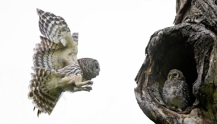 Mama Barred Owl in stealth  Photograph by Puttaswamy Ravishankar