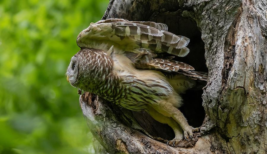 Mama Barred Owl leaving the nest  Photograph by Puttaswamy Ravishankar