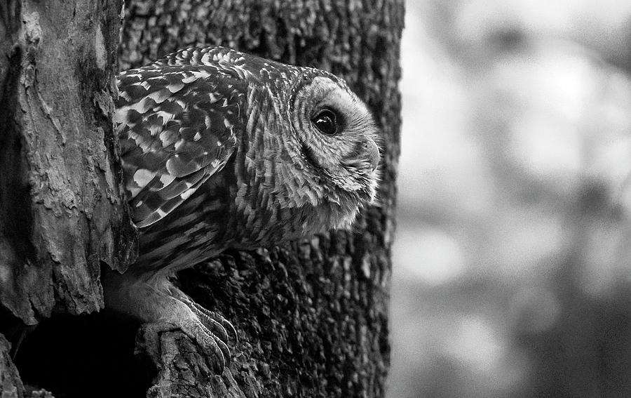 Mama Barred Owl Ready to Fly Away Photograph by Puttaswamy Ravishankar
