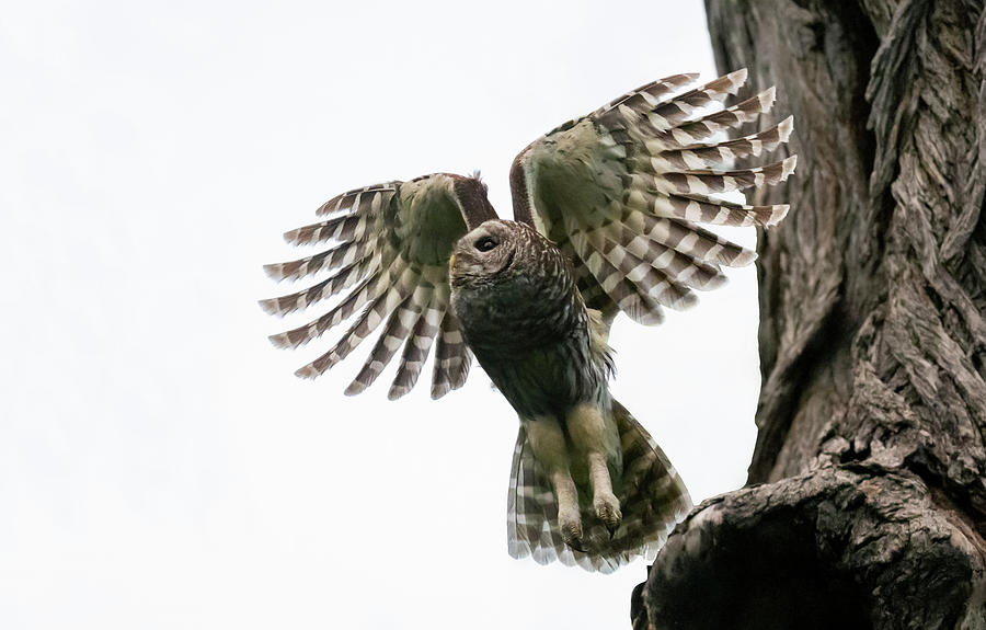 Mama Barred Owl Taking Off Photograph by Puttaswamy Ravishankar
