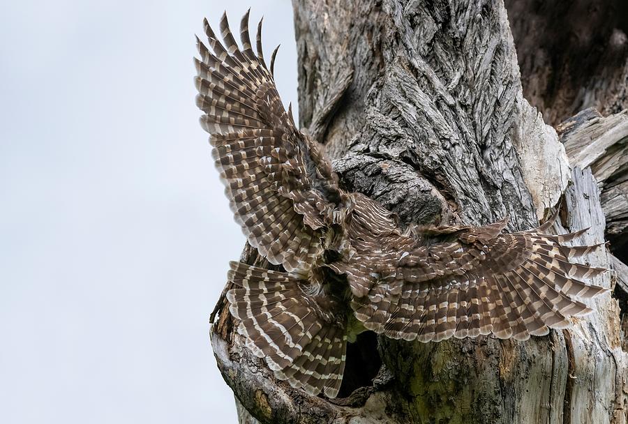 Mama Barred owl with Wings Spread Photograph by Puttaswamy Ravishankar
