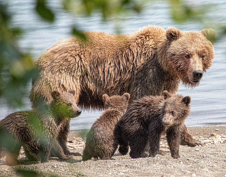 Mama Bear #2 by Sissy Schneiderman