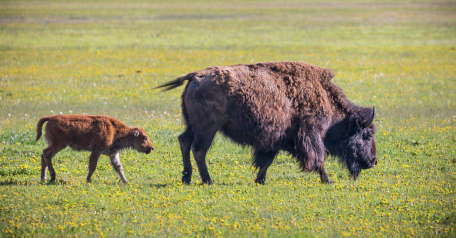 Mama Bison with her Calf Photograph by DJSDO Photography | Fine Art America