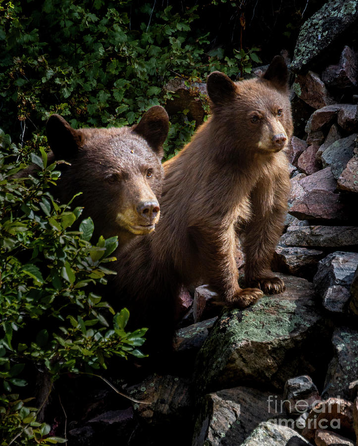 Mama Black Bear and Cub Photograph by Steven Krull