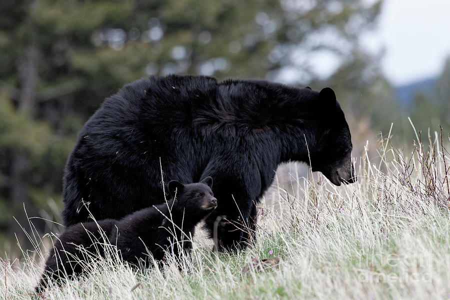 Mama Black Bear and Cubs Photograph by Natural Focal Point Photography