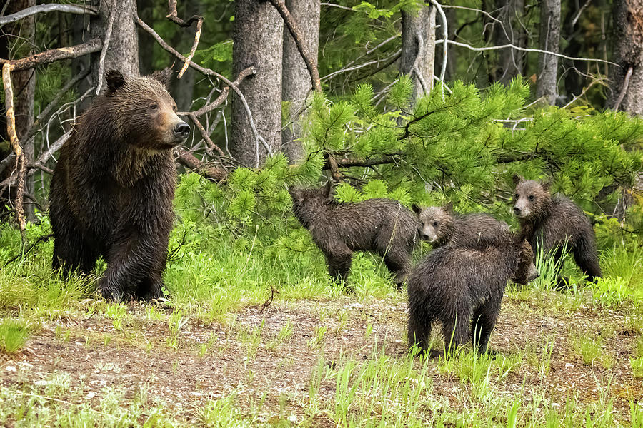 Mama Checking Out the Traffic with Cubs Waiting for Her Cue Photograph by Belinda Greb