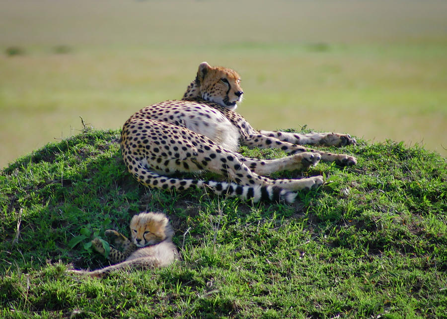 Mama Cheetah and Cub Photograph by Gene Taylor
