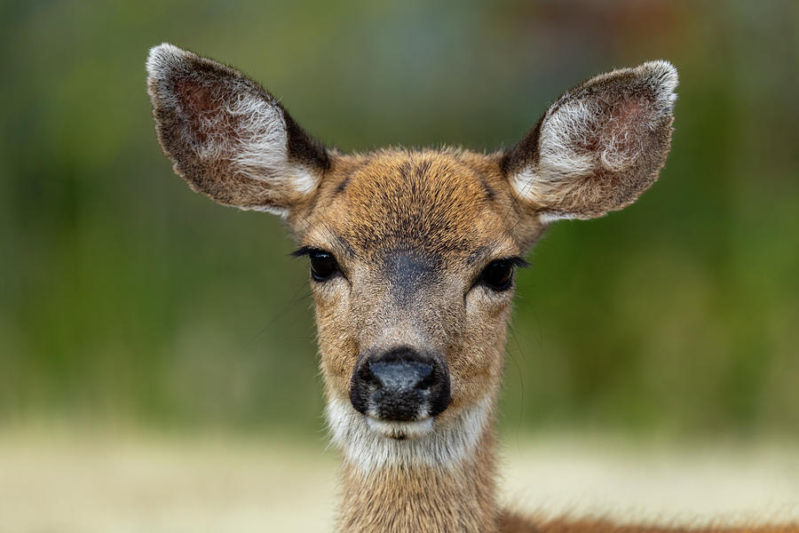 Mama Deer Photograph by Christina Stobbs - Fine Art America