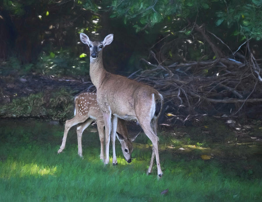 Mama Deer with her Fawn Photograph by Mary Lynn Giacomini - Pixels