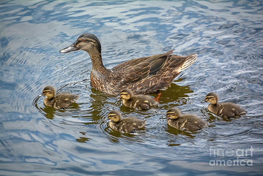 Mama Duck and Ducklings Photograph by Lisa Kilby