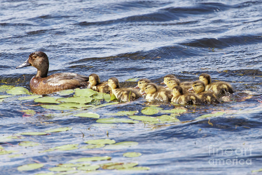 Mama Duck and Ducklings On The Lake Photograph by Natural Focal Point Photography