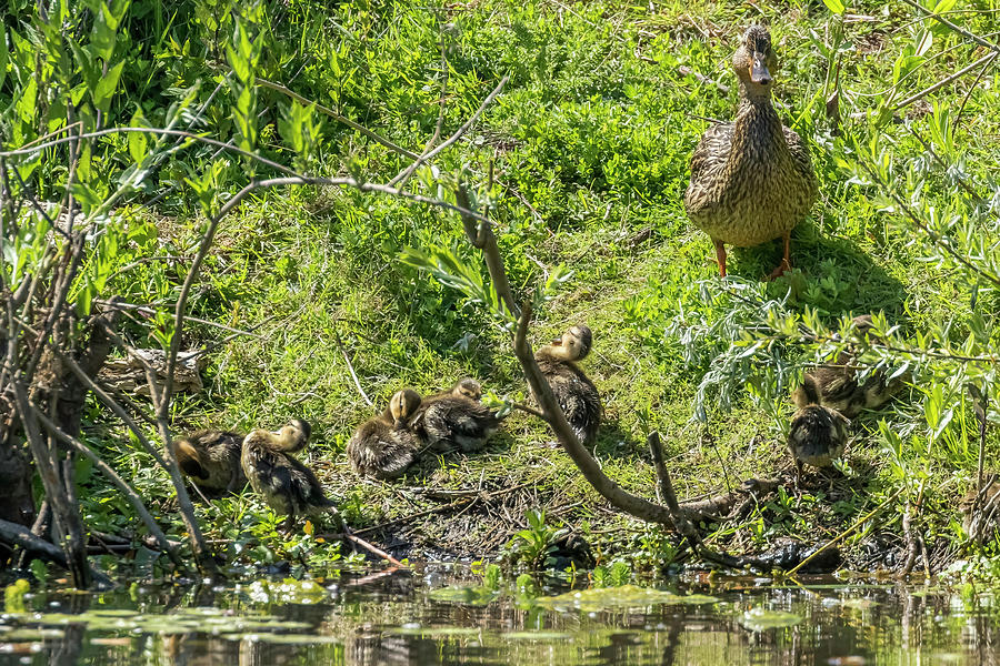 Mama Duck Guides Her Ducklings To The Bank For A Rest Photograph