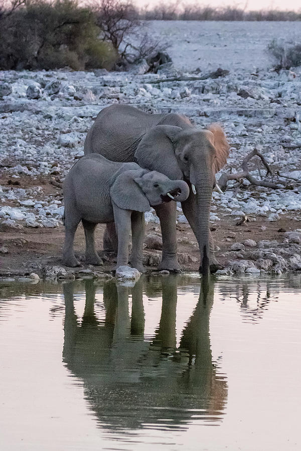 Mama Elephant and Calf Drinking Together, No. 1 Photograph by Belinda Greb